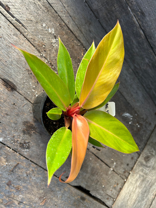 Philodendron Prince of Orange