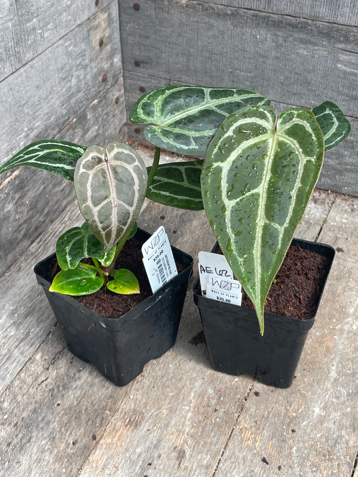 Anthurium ‘Red Rum’