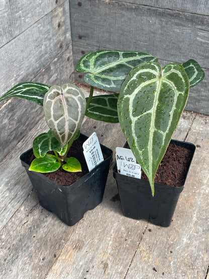 Anthurium ‘Red Rum’