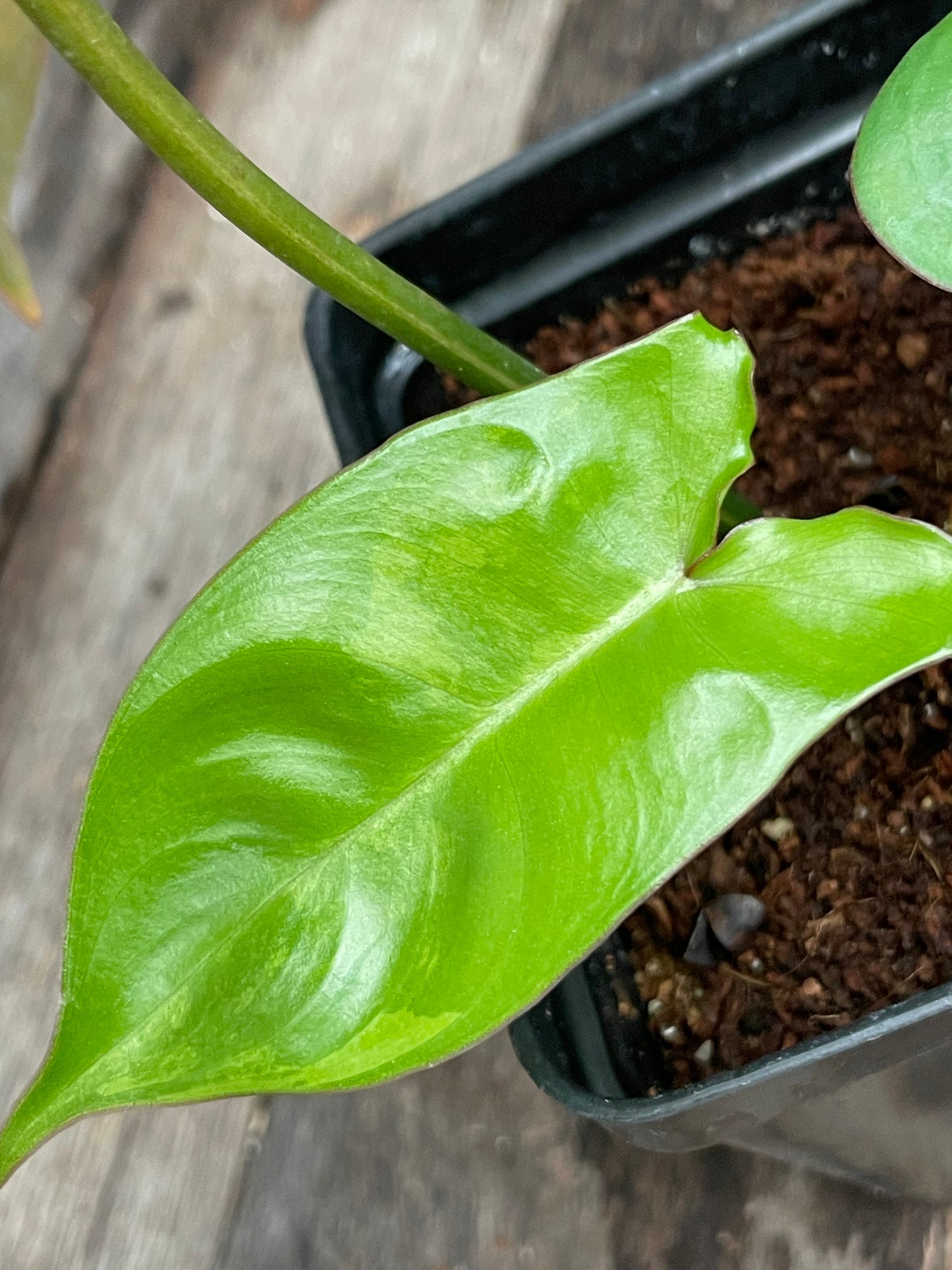 Philodendron ‘Brown Beauty’ Florida Beauty x Black Billietiae AA10