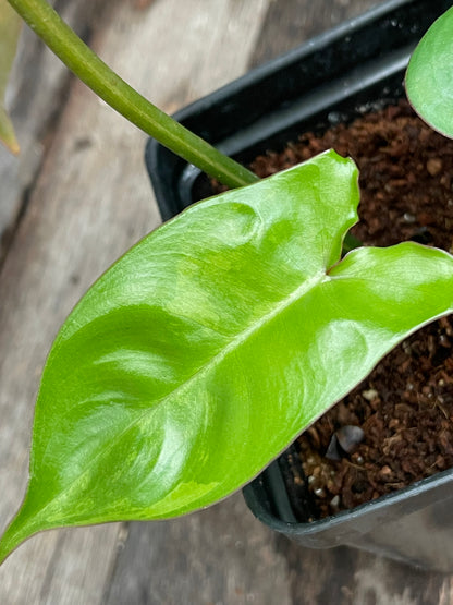 Philodendron ‘Brown Beauty’ Florida Beauty x Black Billietiae AA10