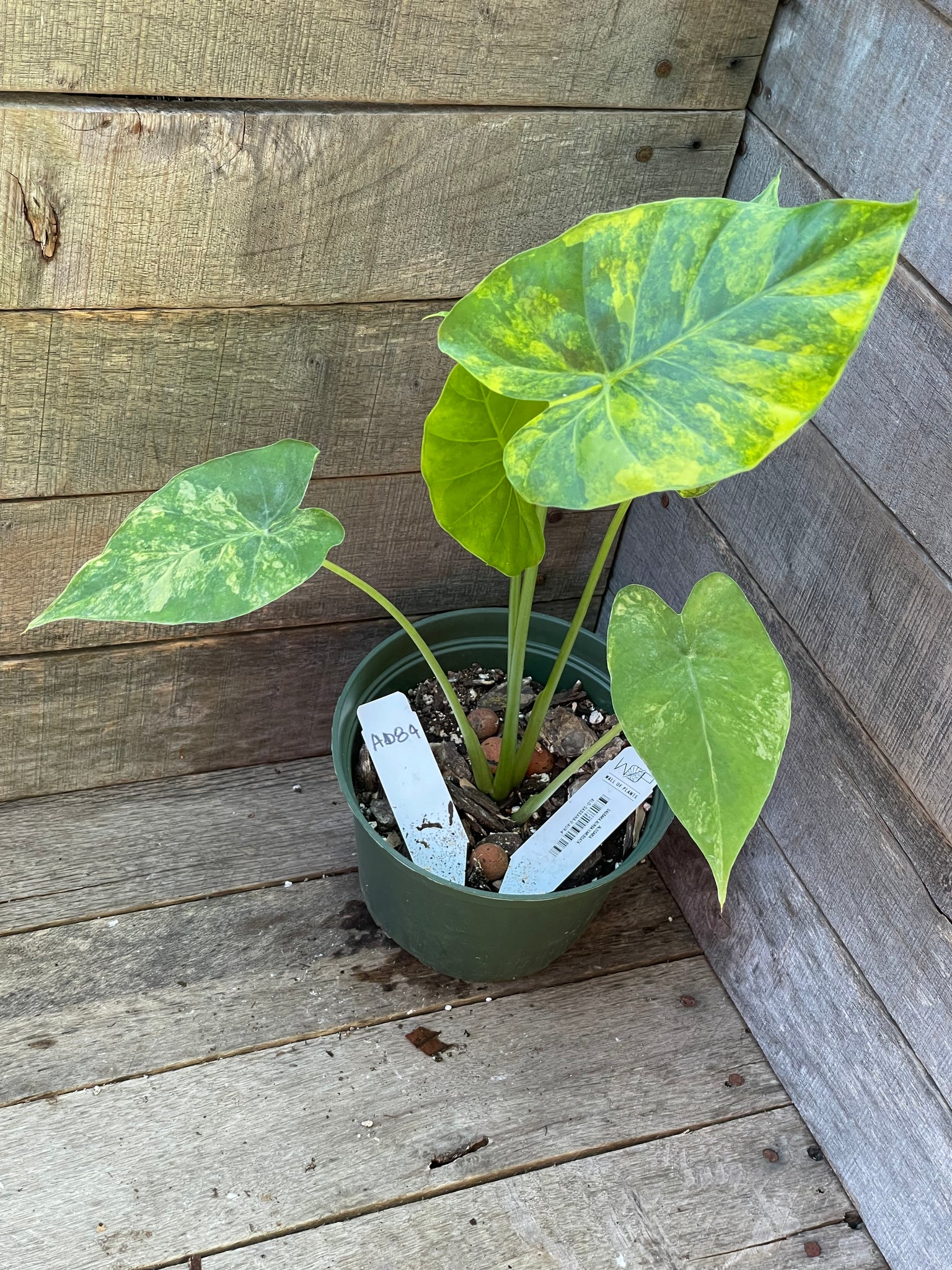 Alocasia Gageana Aurea Variegated AE84