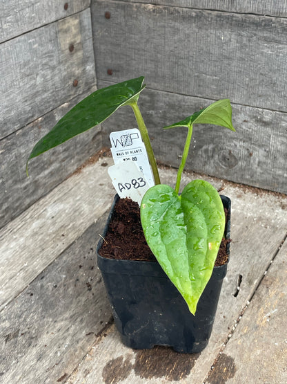 Anthurium ‘Black & Blue’