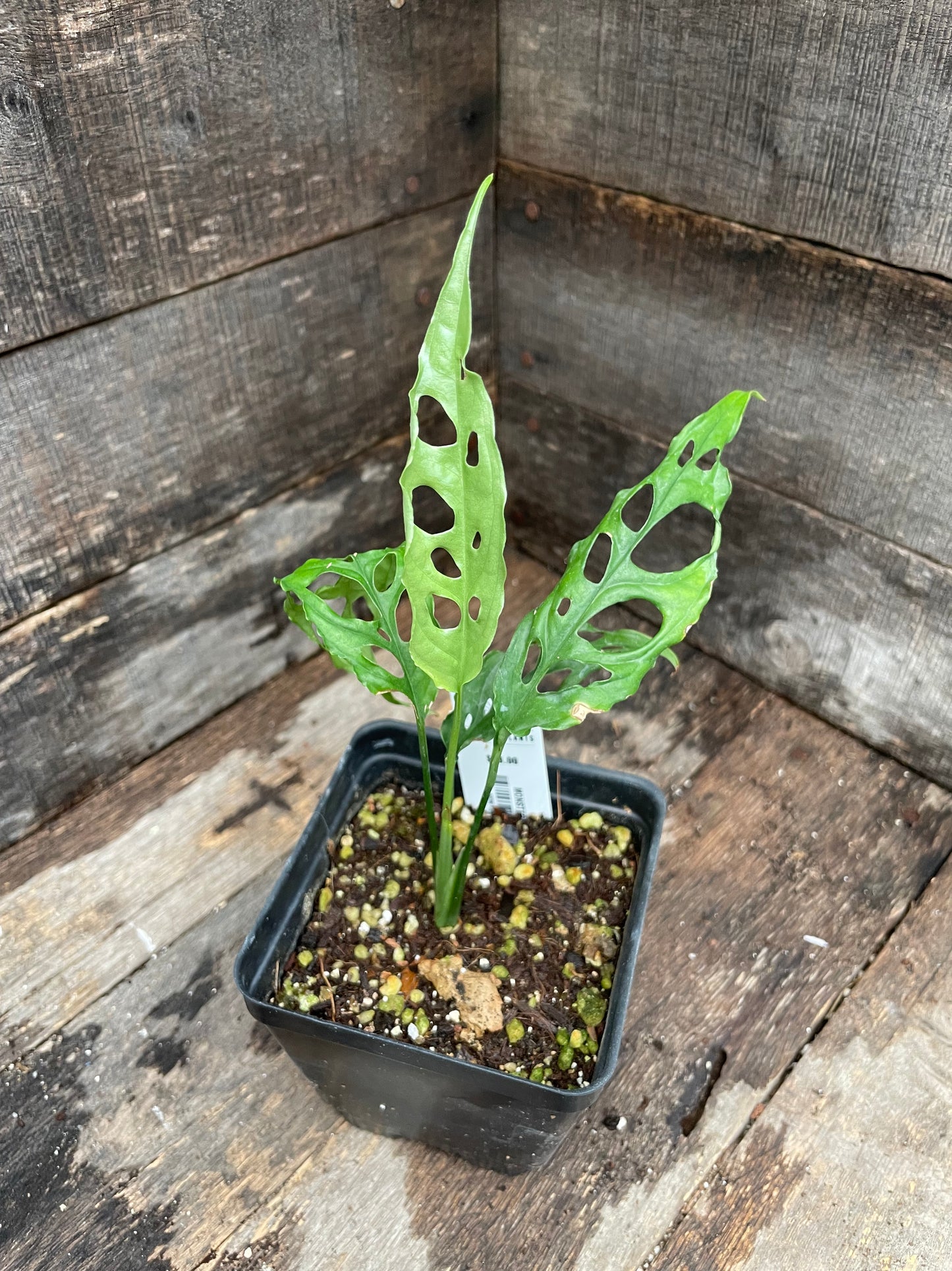 Monstera Oblique