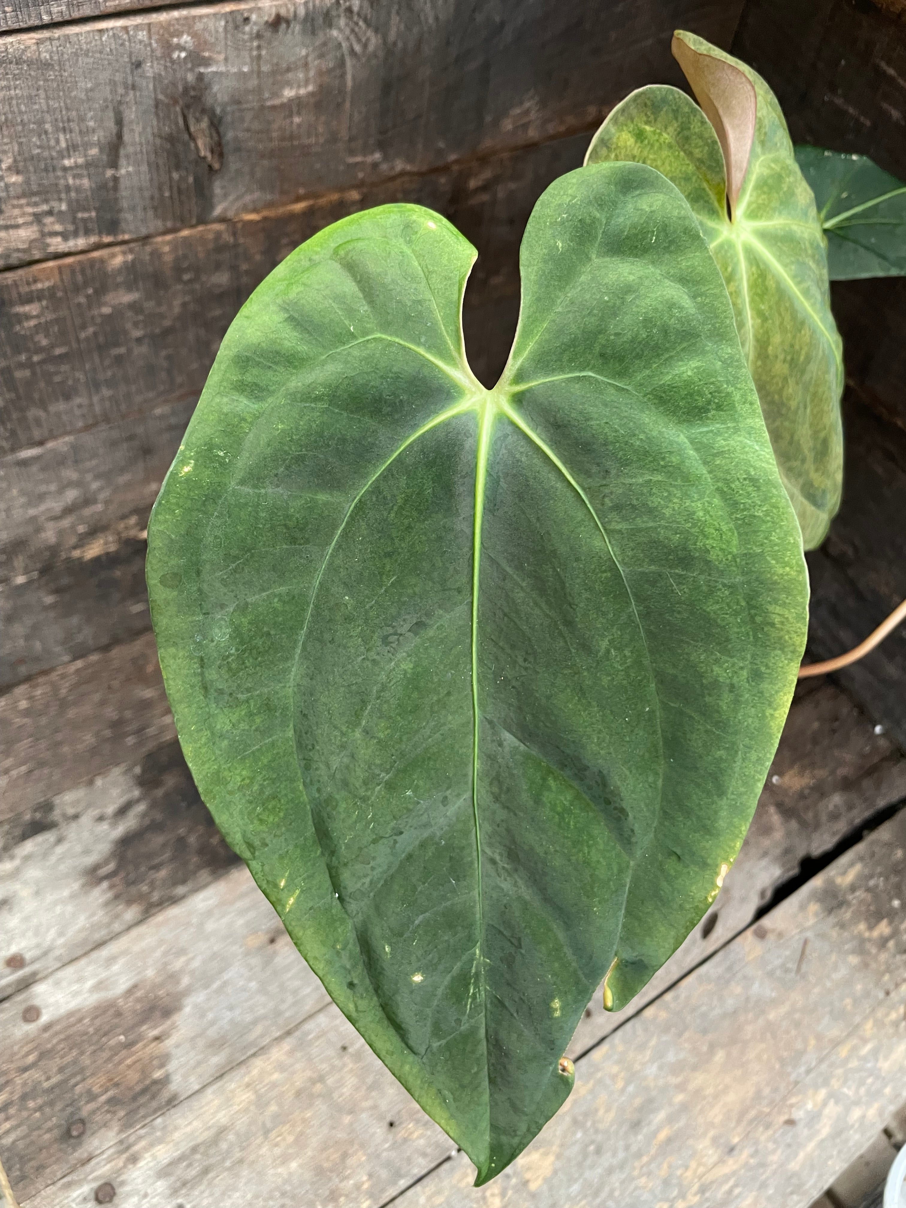 Anthurium Papillilaminum x Blue Papillilaminum Variegated – Wall