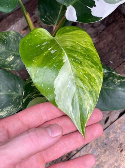 Philodendron White Princess Aurea Tricolor AA03