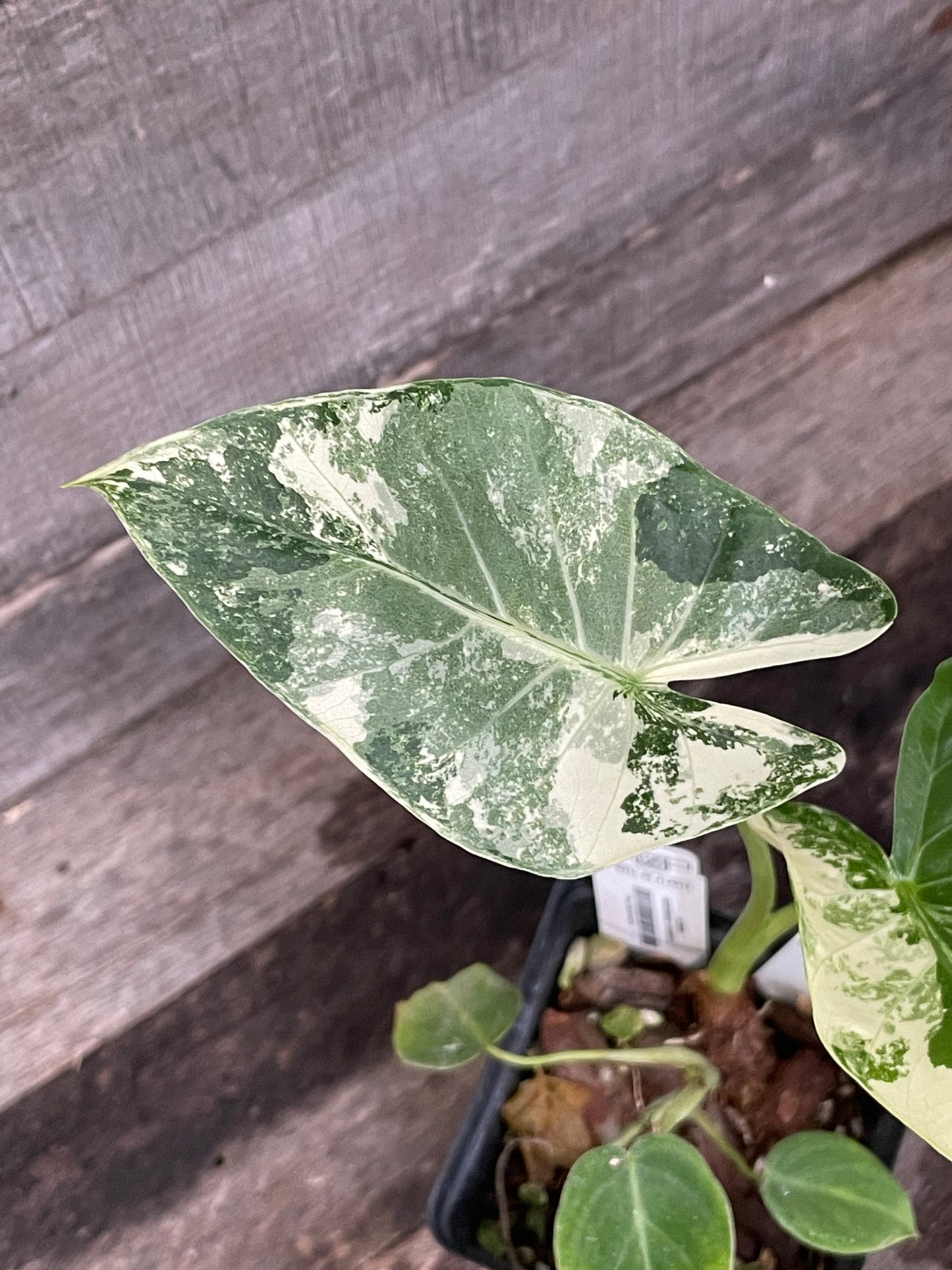Alocasia Macrorrhiza Variegated AD34