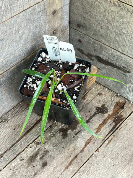 Philodendron Polypodioides