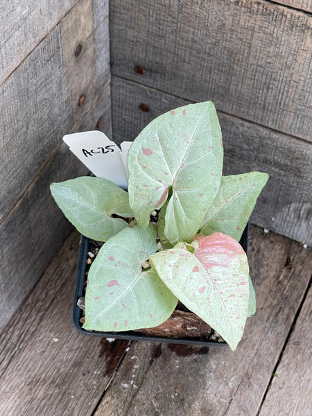 Syngonium Milk Confetti