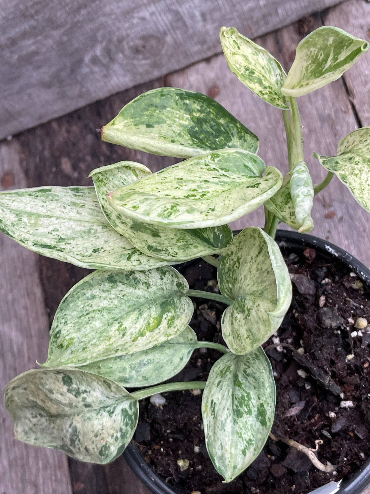 Scindapsus Marble Queen AD61