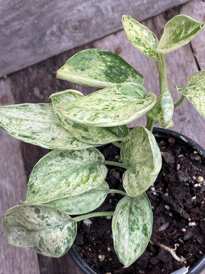 Scindapsus Marble Queen AD61