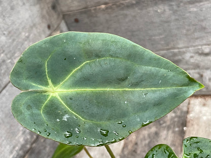 Anthurium ‘Forget Pappy’