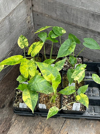 Alocasia Gageana Aurea Splash