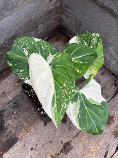 Philodendron Gloriosum Tricolor AA01