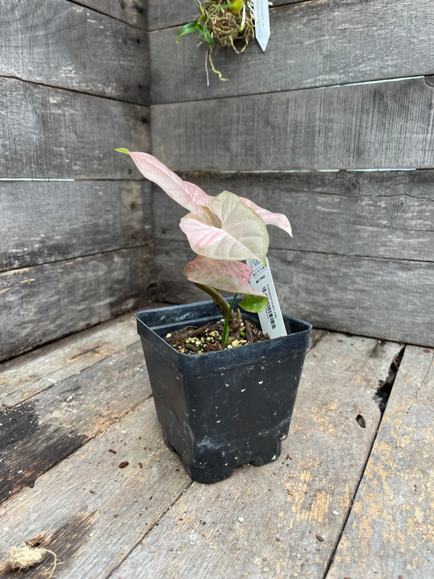 Syngonium Double Pink AA05