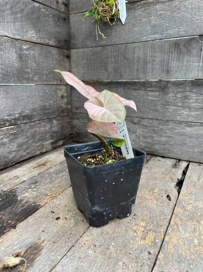 Syngonium Double Pink AA05