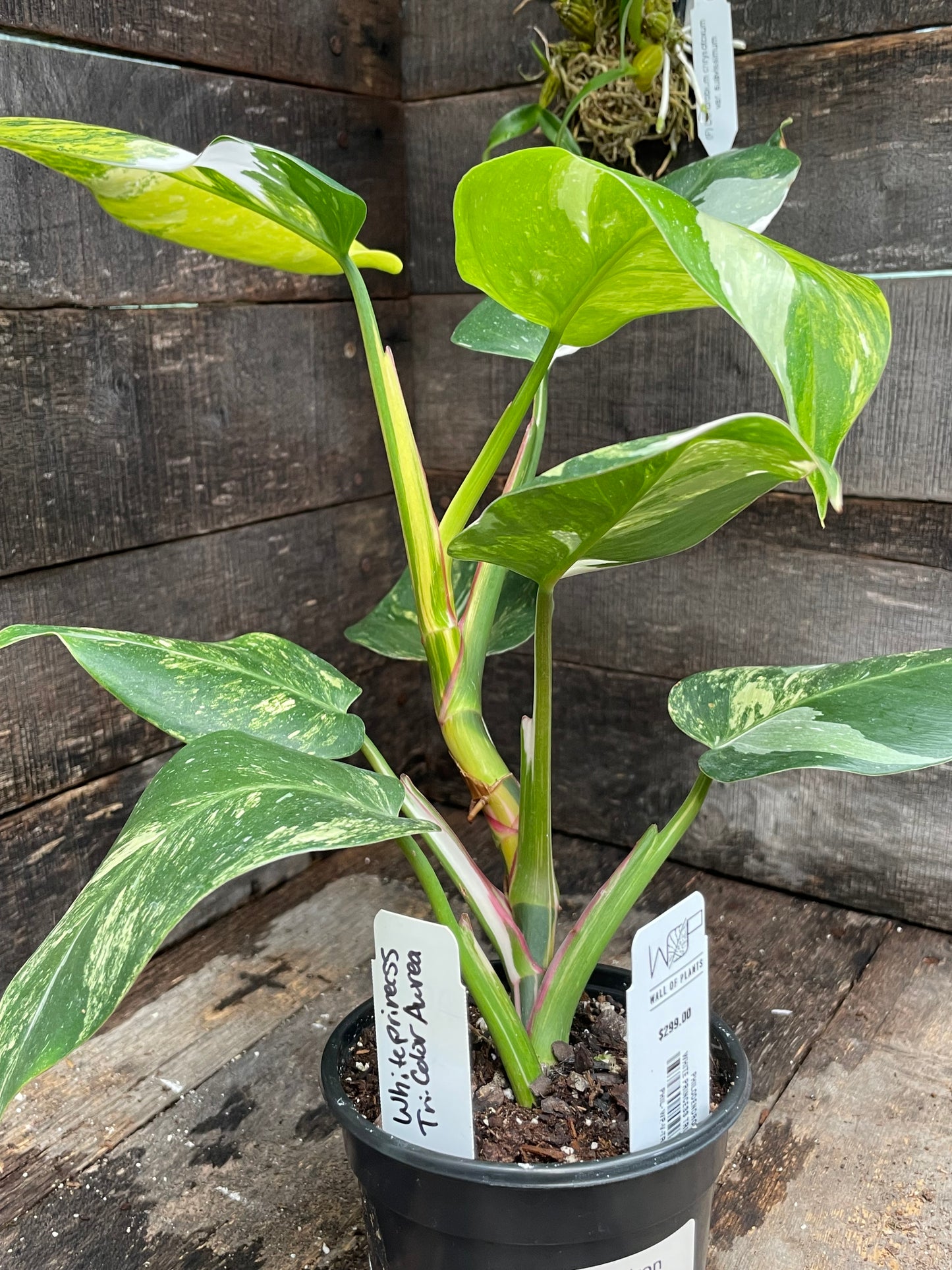 Philodendron White Princess Aurea Tricolor AA03