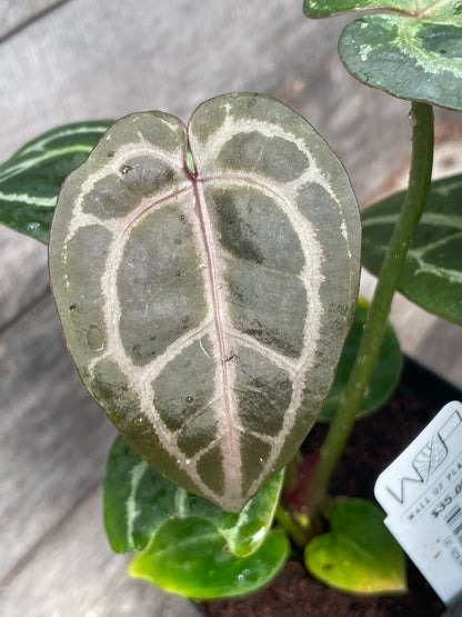 Anthurium ‘Red Rum’