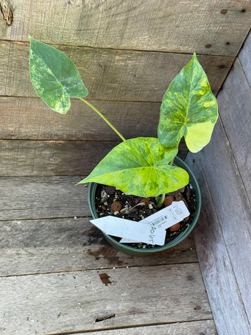 Alocasia Gageana Aurea Variegated AD65