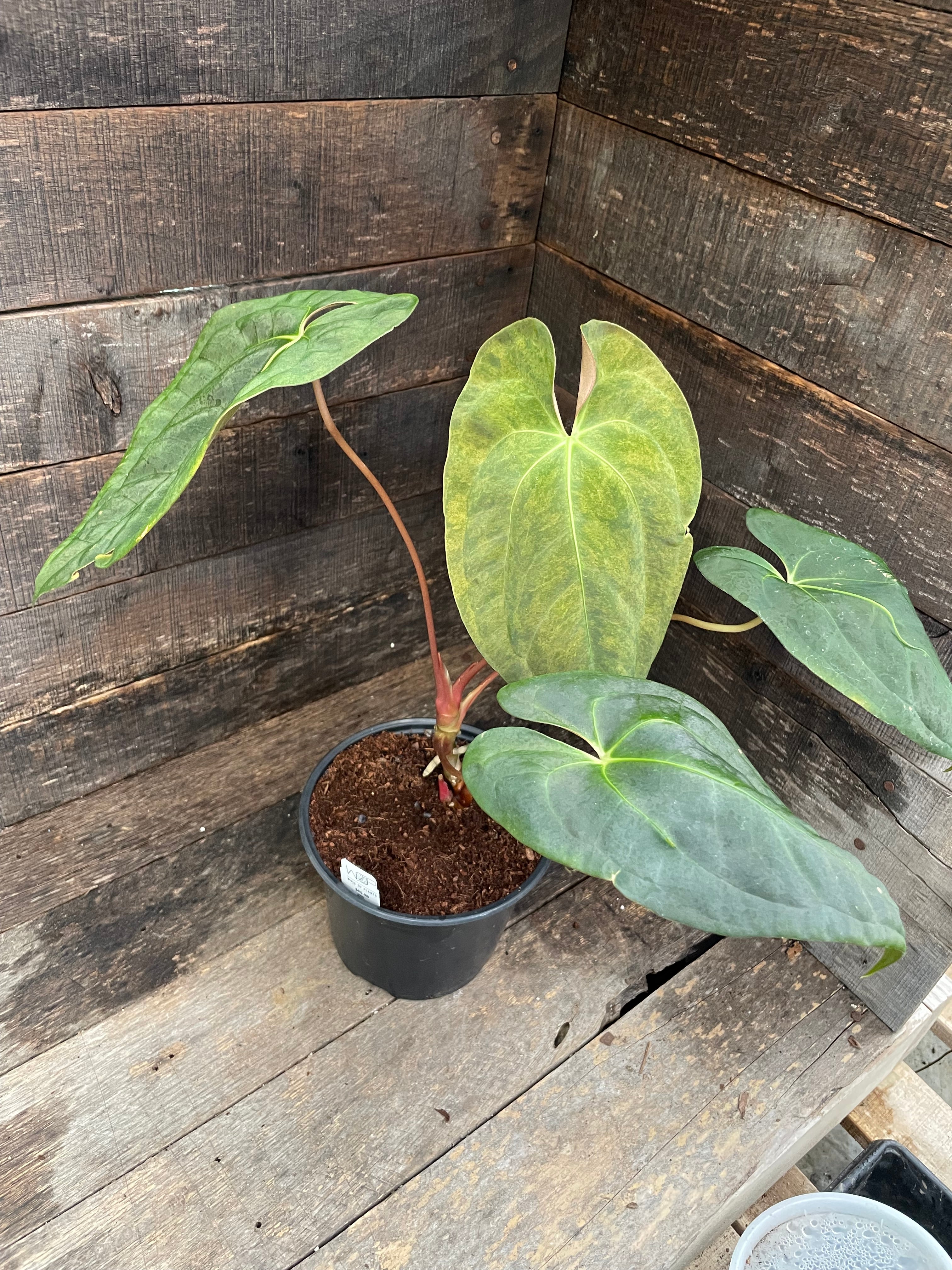 Anthurium Papillilaminum x Blue Papillilaminum Variegated – Wall