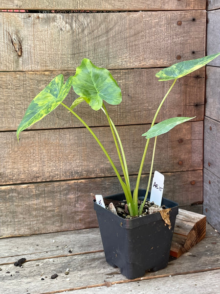 Alocasia Gageana Aurea Variegated AE15