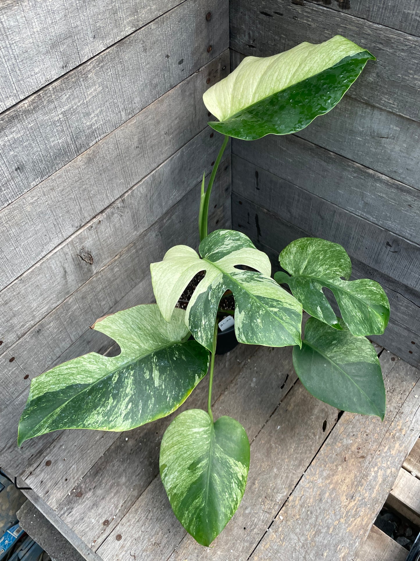 Monstera Deliciosa Mint Variegated AC79