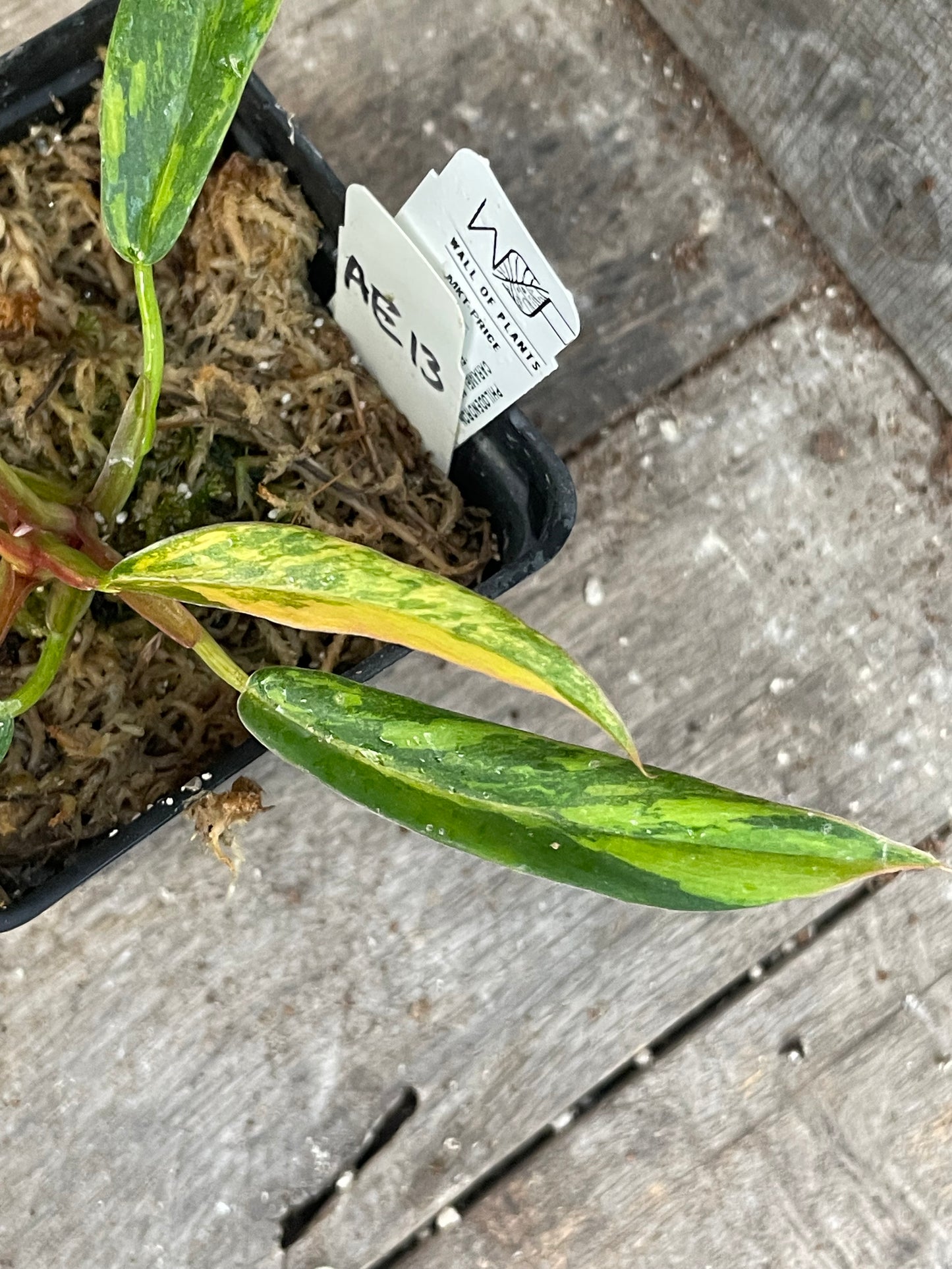 Philodendron ‘Fire Tiger’ Caramel Marble AE13