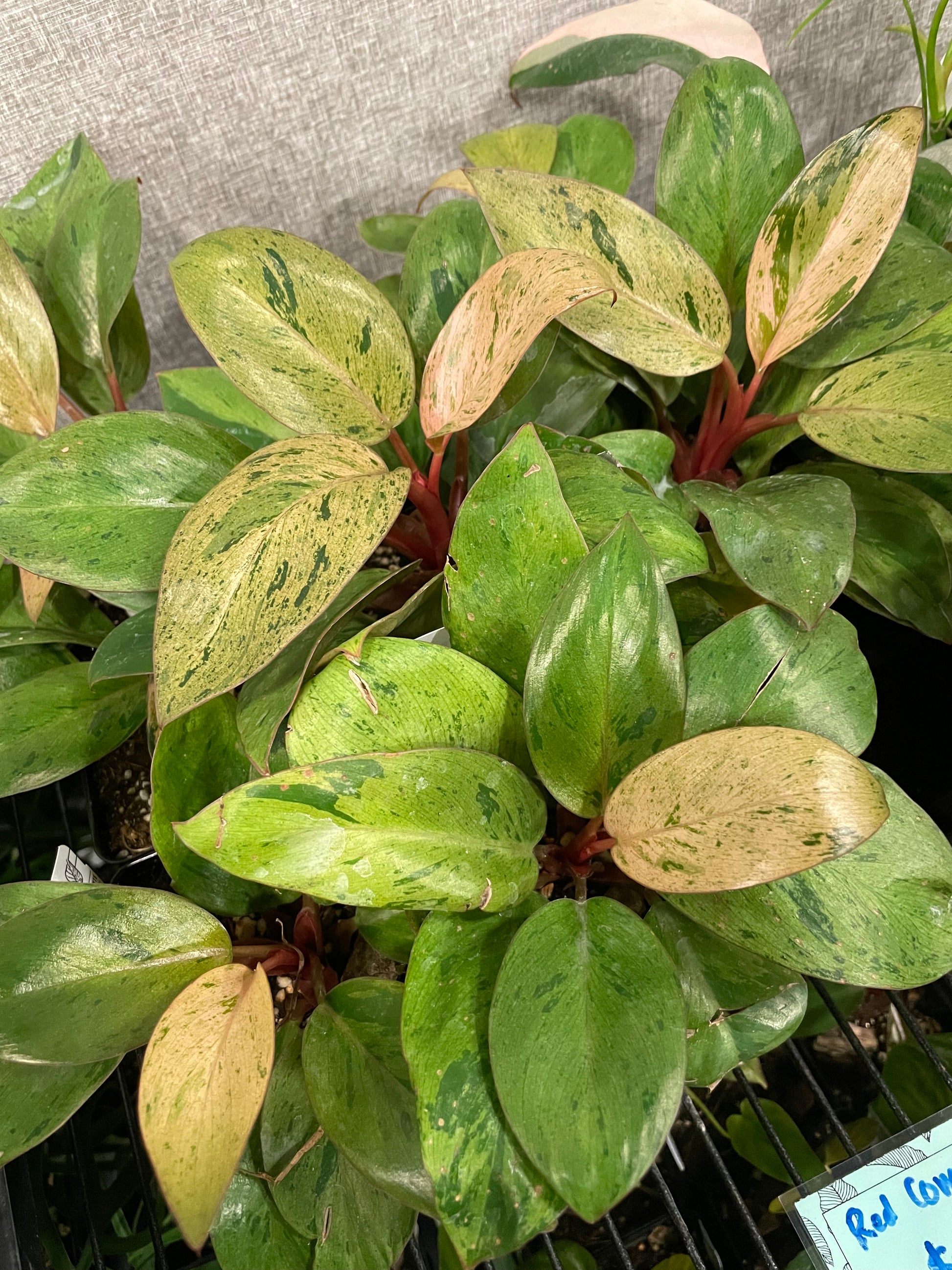 philodendron dwarf Philodendron Red Congo Dwarf
