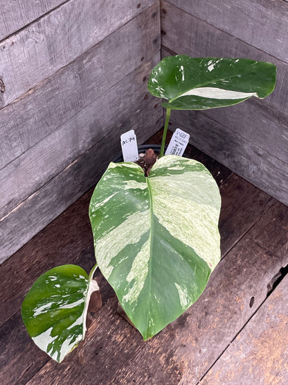 Monstera Deliciosa Mint Variegated AC74