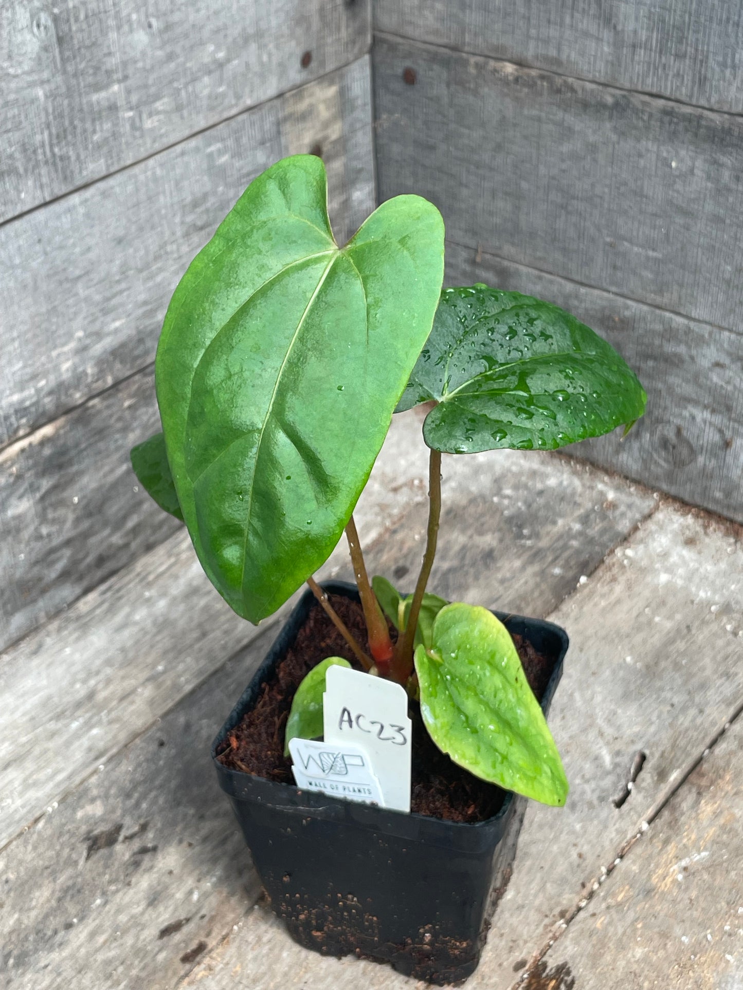 Anthurium ‘Blue Dress’