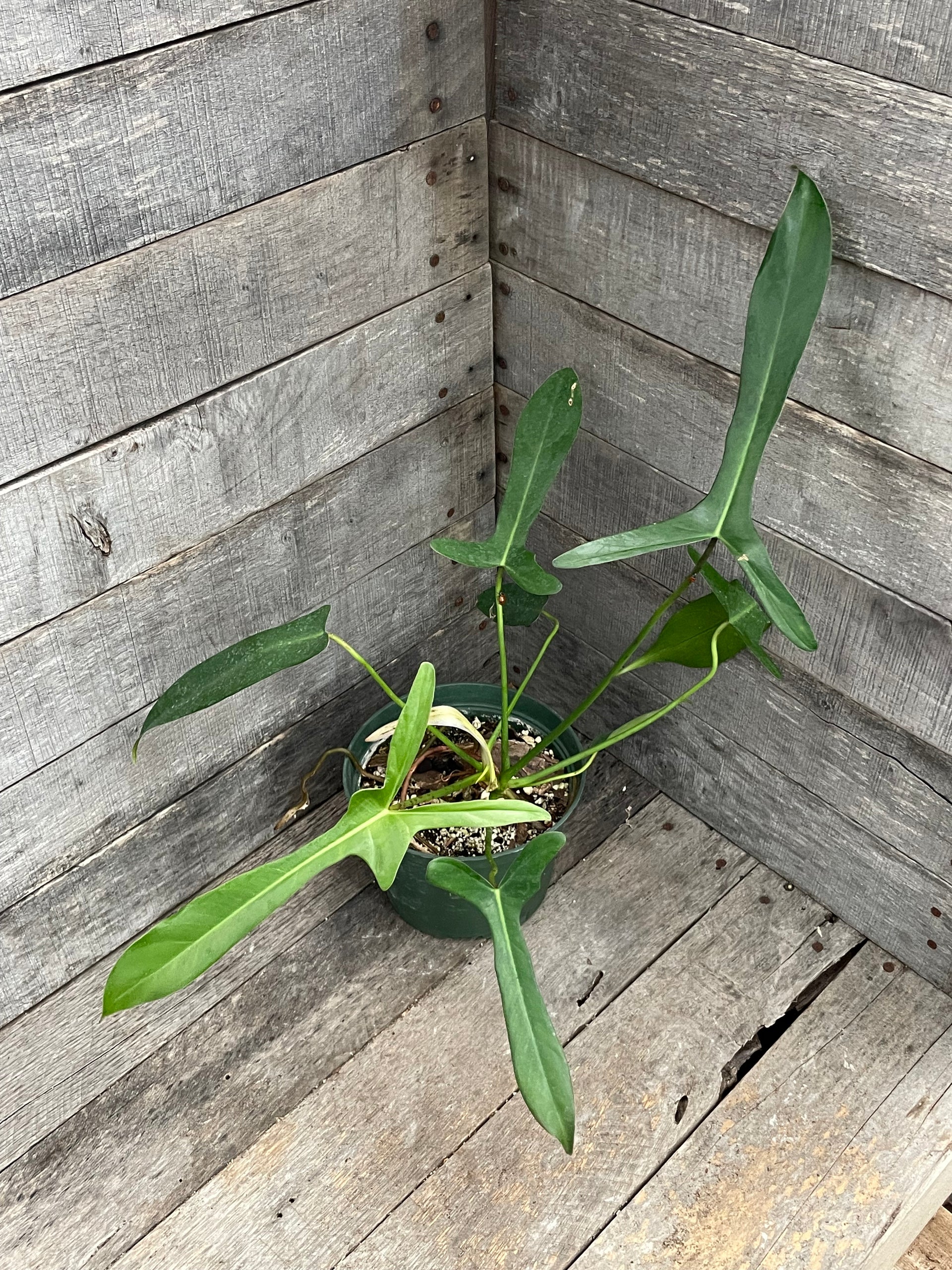 philodendron lapoanum Philodendron Longilobatum Lelano