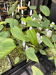 Philodendron Dean McDowell