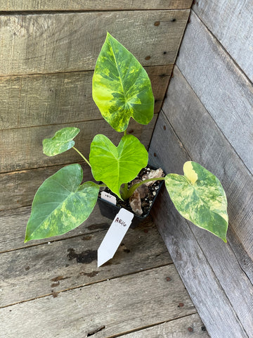 Alocasia Gageana Aurea Variegated AE16