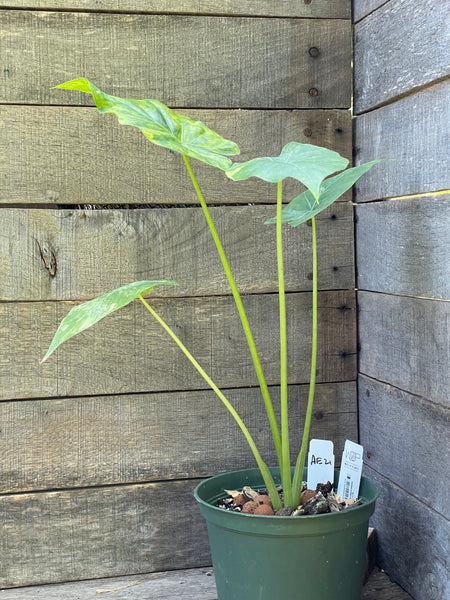 Alocasia Gageana Aurea Variegated AE21