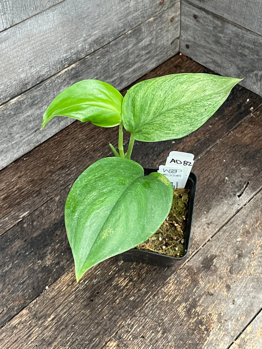 Scindapsus Jade Satin Mint AD82