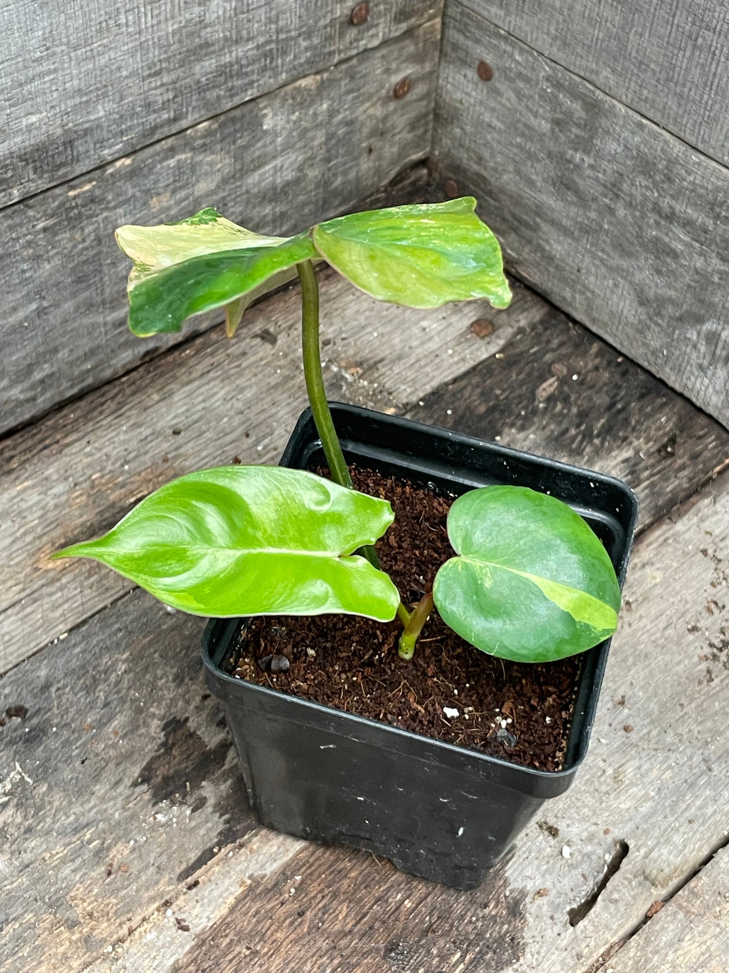 Philodendron ‘Brown Beauty’ Florida Beauty x Black Billietiae AA10