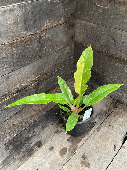 Philodendron Ring of Fire Variegated