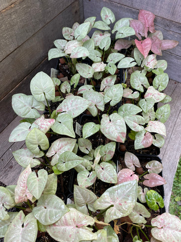 Syngonium Milk Confetti