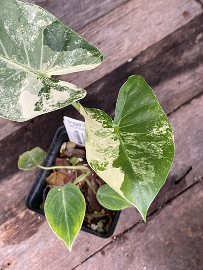 Alocasia Macrorrhiza Variegated AD34