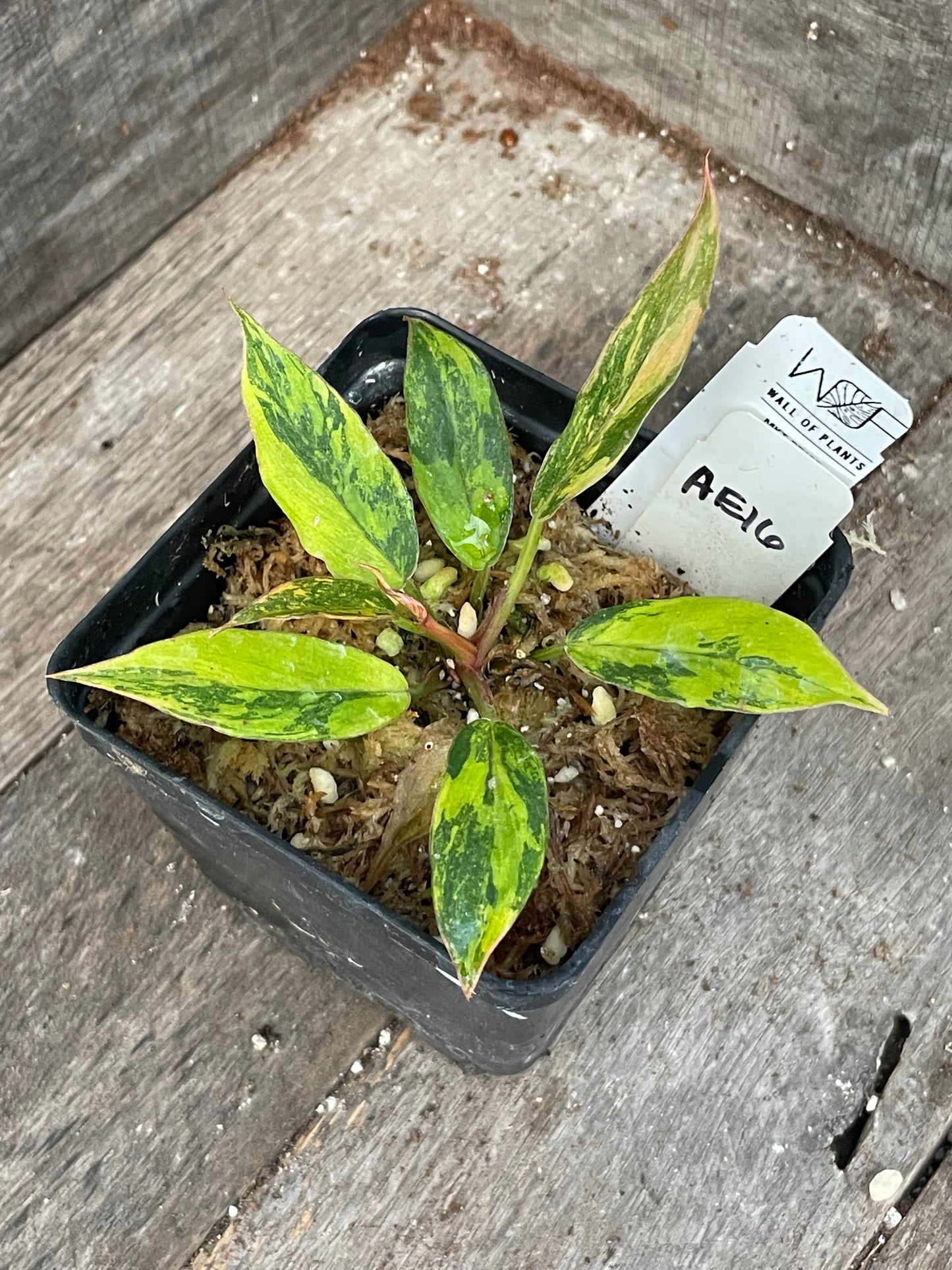 Philodendron ‘Fire Tiger’ Caramel Marble AE16