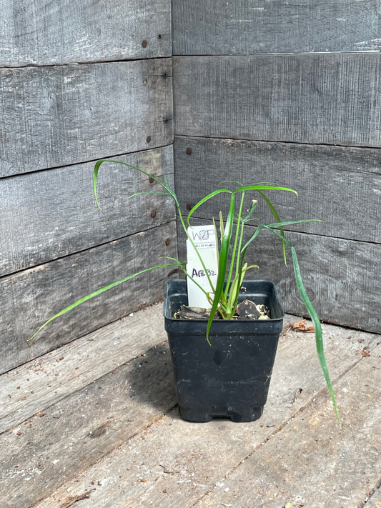 Philodendron Polypodioides AE32