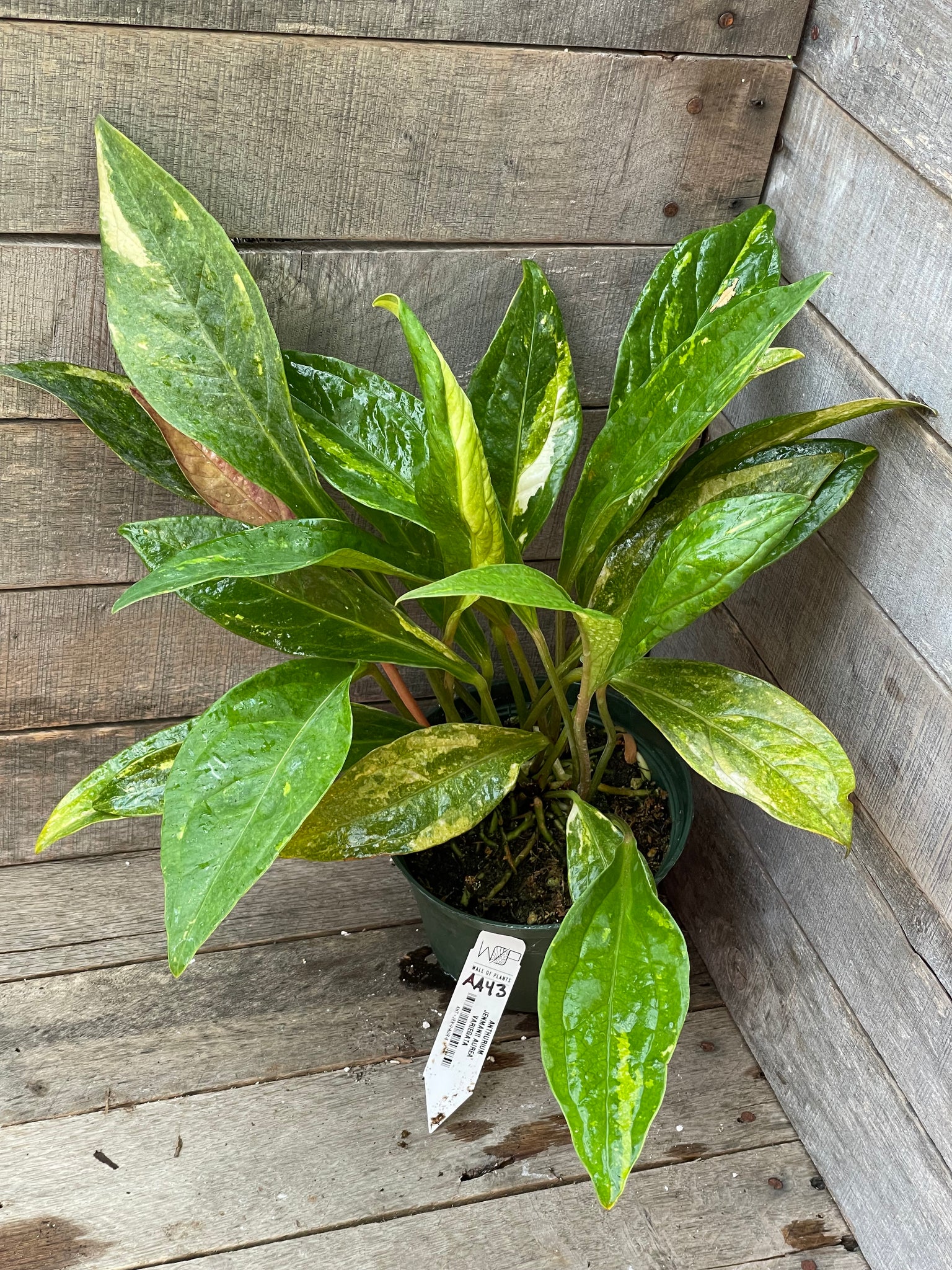 Anthurium Jenmanii 'Birds Nest' Aurea Variegated