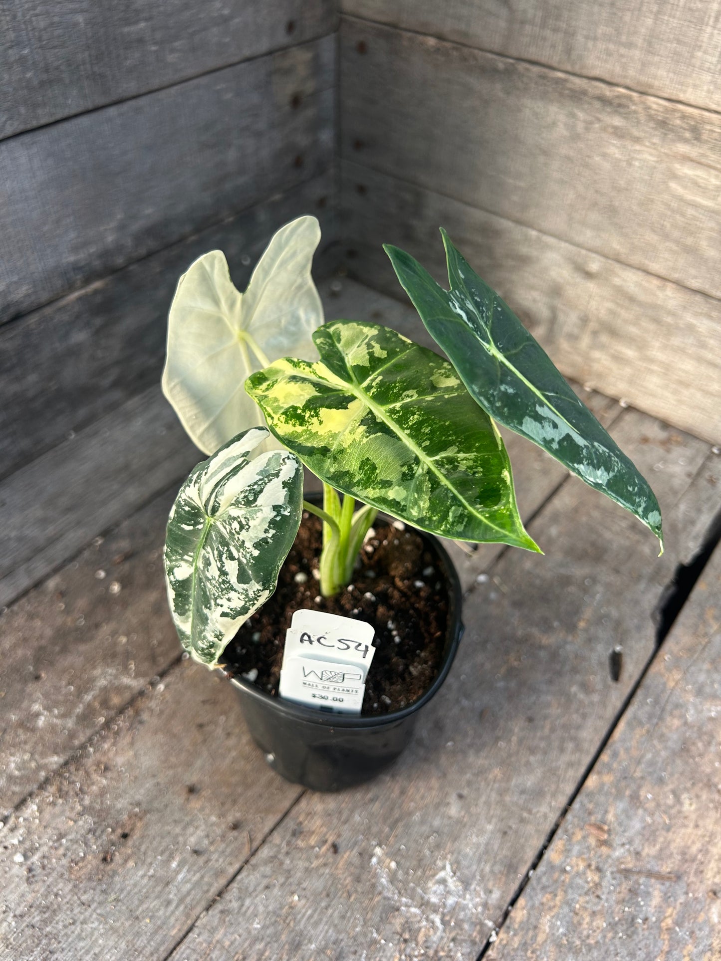 Alocasia Frydek Variegated