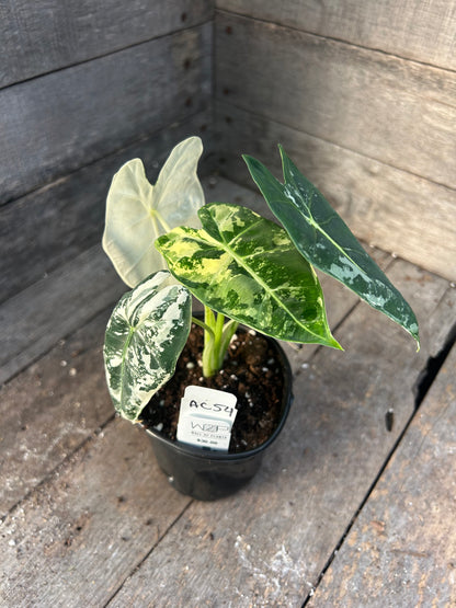 Alocasia Frydek Variegated