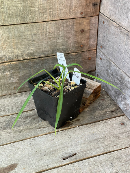 Philodendron Polypodioides