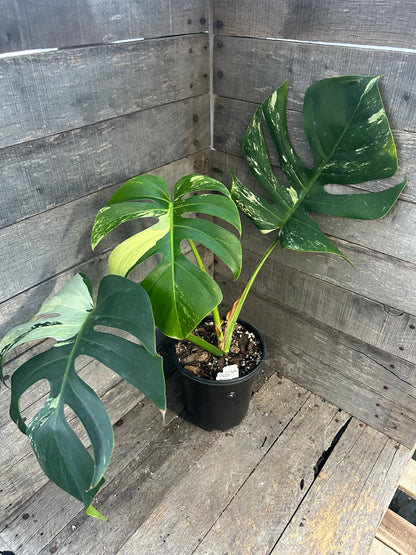 Monstera Deliciosa Mint Variegated AD66