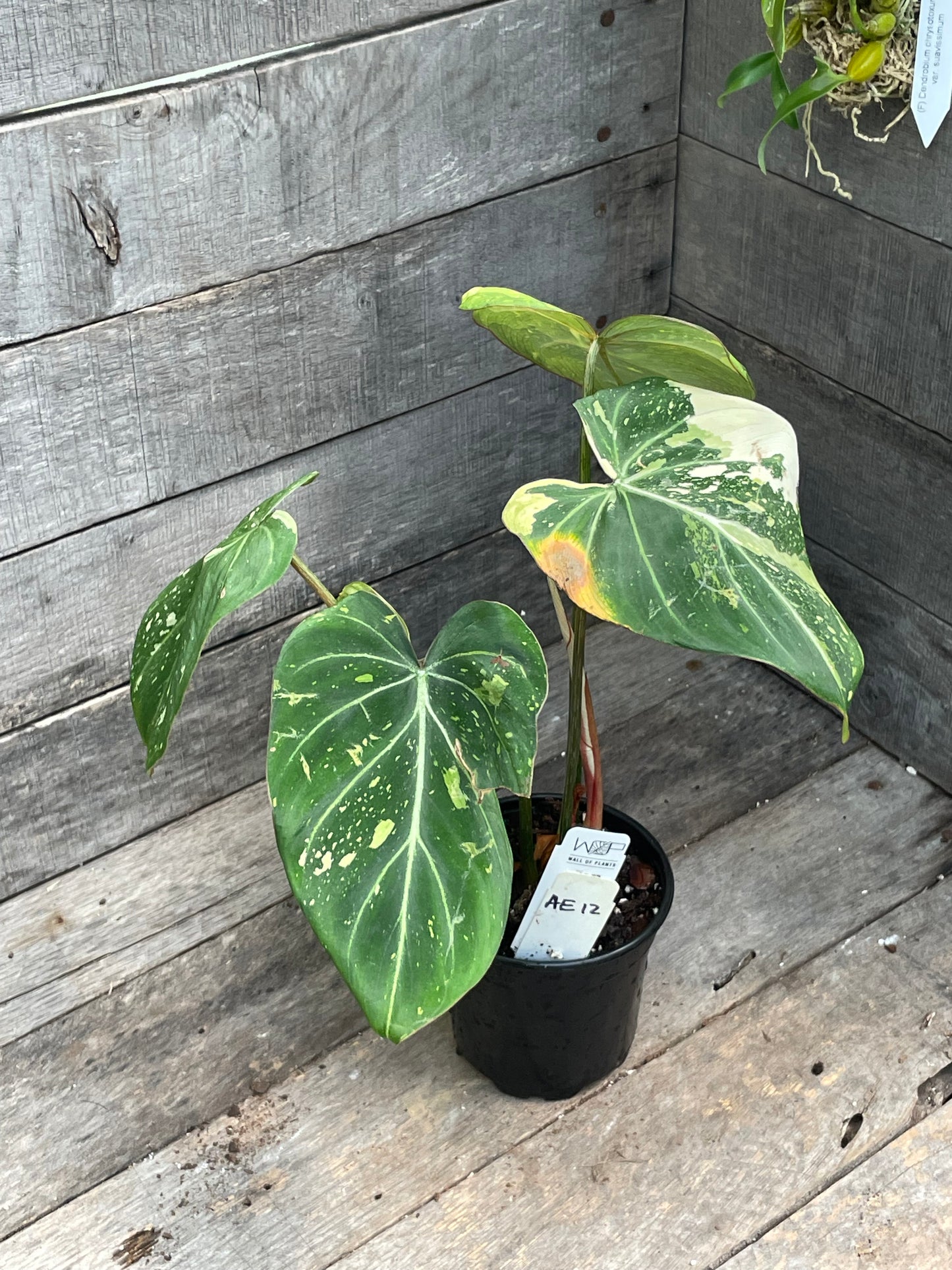 Philodendron Gloriosum Tricolor AE12