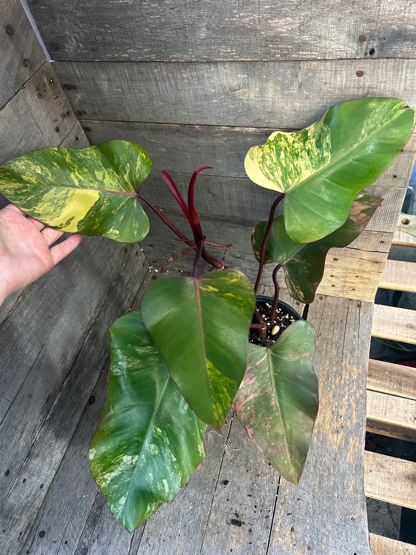 Philodendron Strawberry Shake AE62