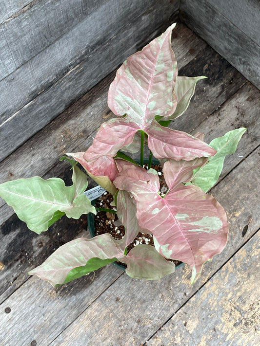 Syngonium Double Pink AA07