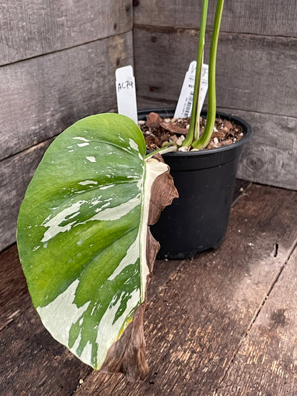 Monstera Deliciosa Mint Variegated AC74